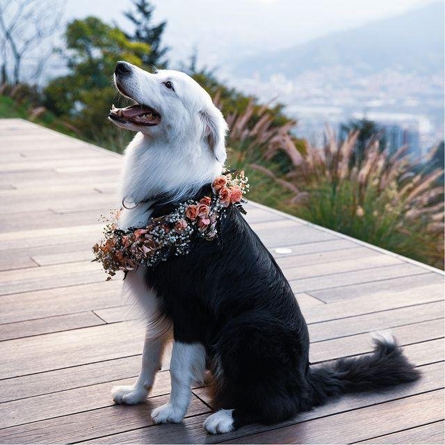 Amigo perruno | Wink Eventos